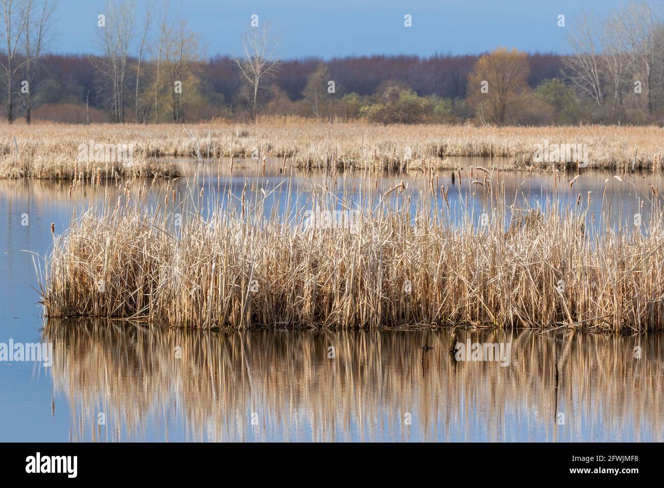 Feuchtgebiete feuchtgebiete feuchtgebiet teich Fotos und Bildmaterial