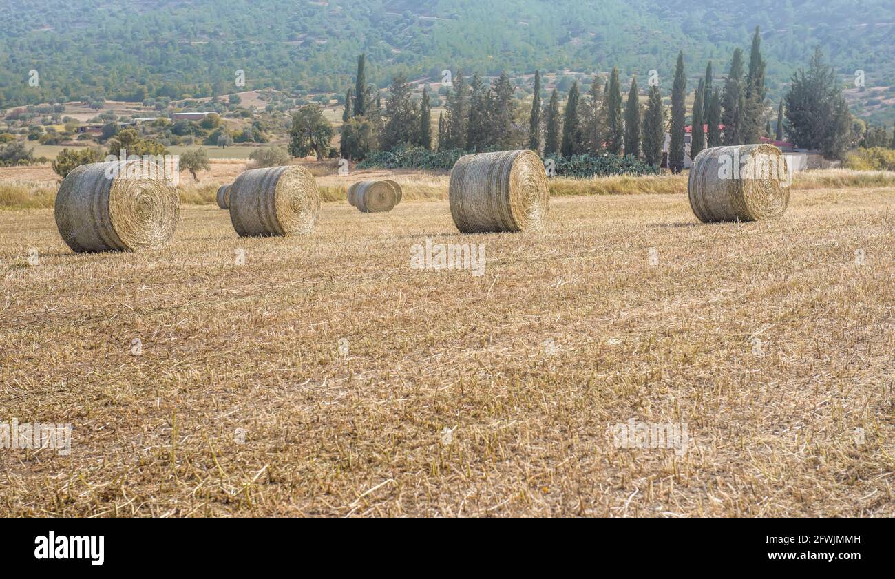 Heu stapelt sich in einer Reihe in einem Schnittfeld Getrocknetes Gras mit einer Farm und Zypressen als Hintergrund Stockfoto