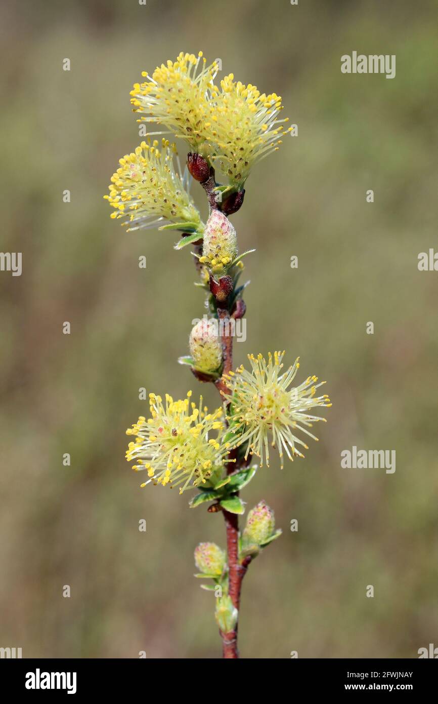 Schleichende Willow Salix repens ssp. argentea - Kätzchen Stockfoto