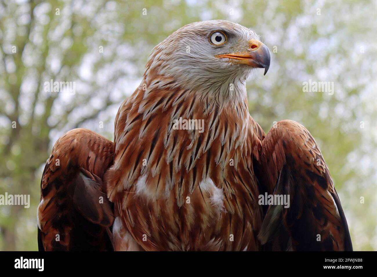 Rote Drachen Milvus milvus Stockfoto