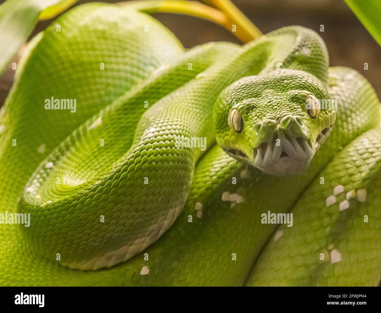 Grüne Baumpython (Morelia viridis) Schlange, heimisch in Neuguinea und  Indonesien Stockfotografie - Alamy