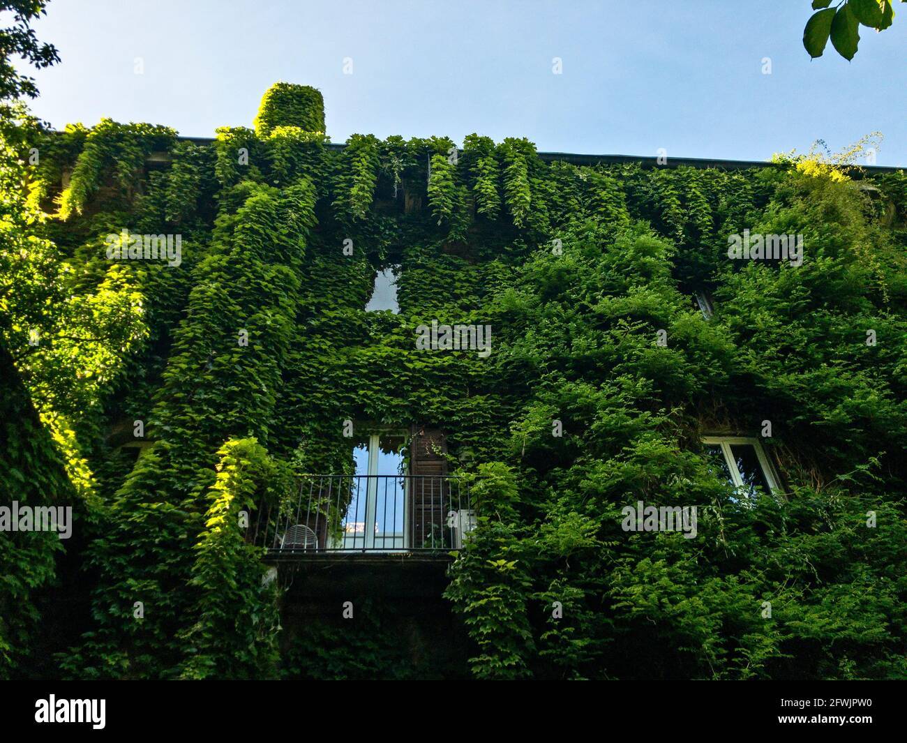 Fassade eines Hauses, umgeben von Grün, Efeu und Weinreben, die ein Haus bedecken. Mailand, Botanischer Garten Brera. Italien. Balkon und Fenster Stockfoto