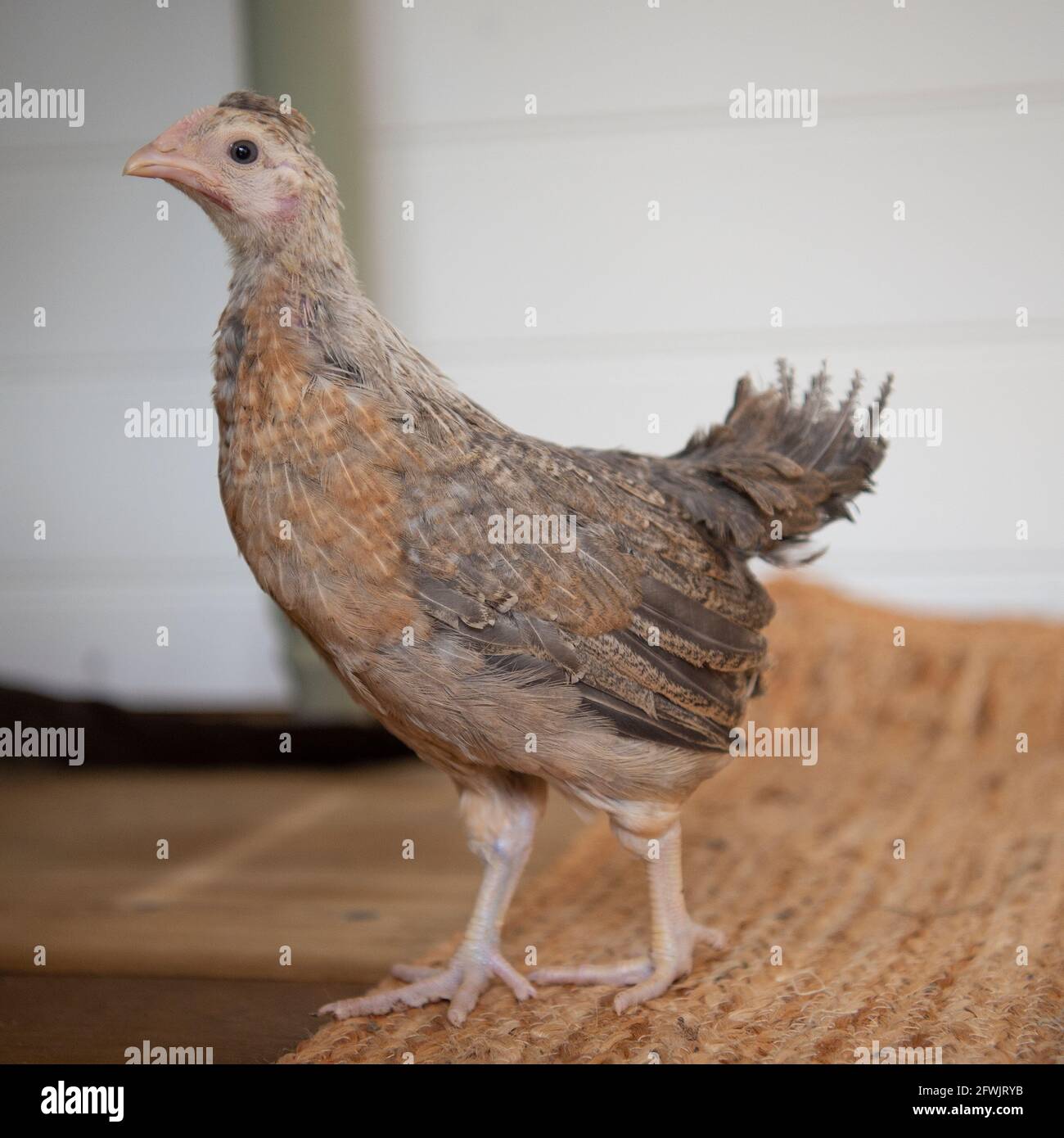 Pullet-Hähnchen mit cremefarbenem Beinbügel Stockfoto