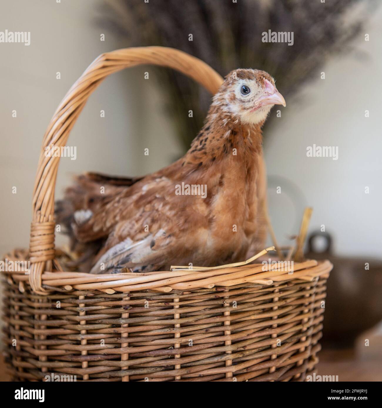 Millefleur bantam-Huhn Stockfoto