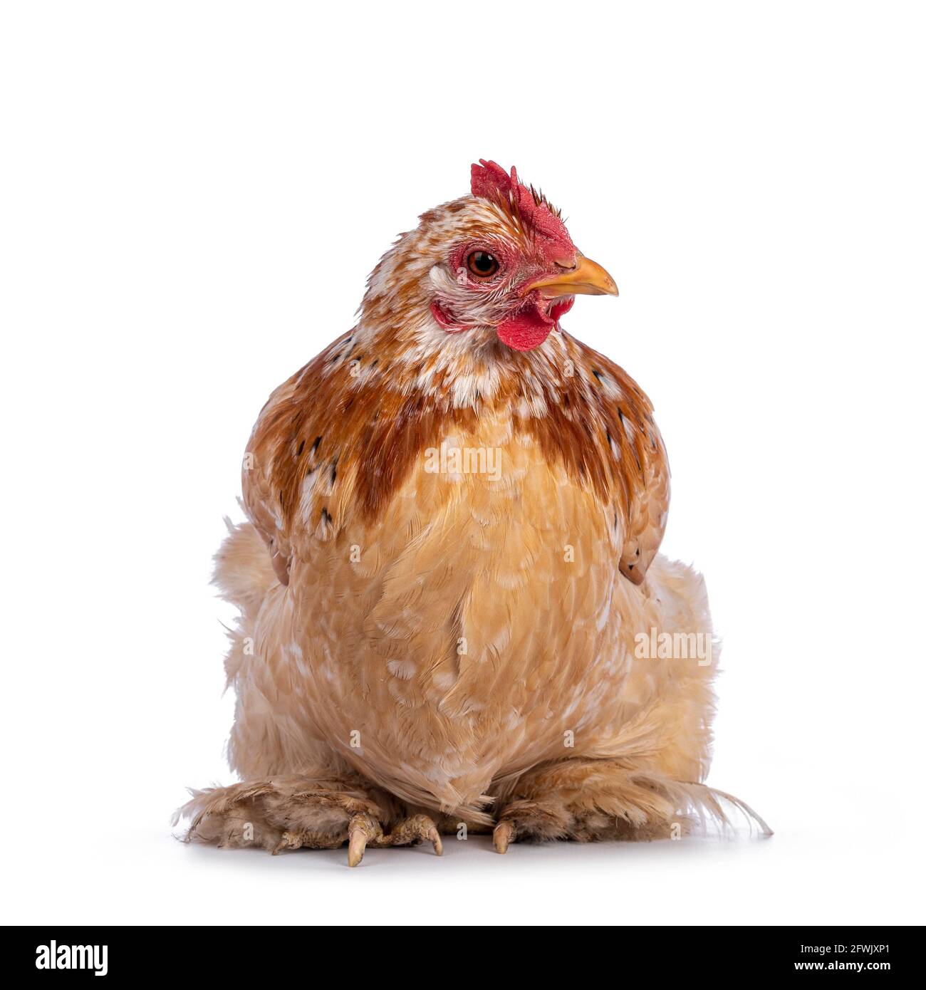 Buff mille Fleur Cochin bantam Huhn, sitzt nach vorne. Neugierig auf die Kamera. Isoliert auf weißem Hintergrund. Stockfoto