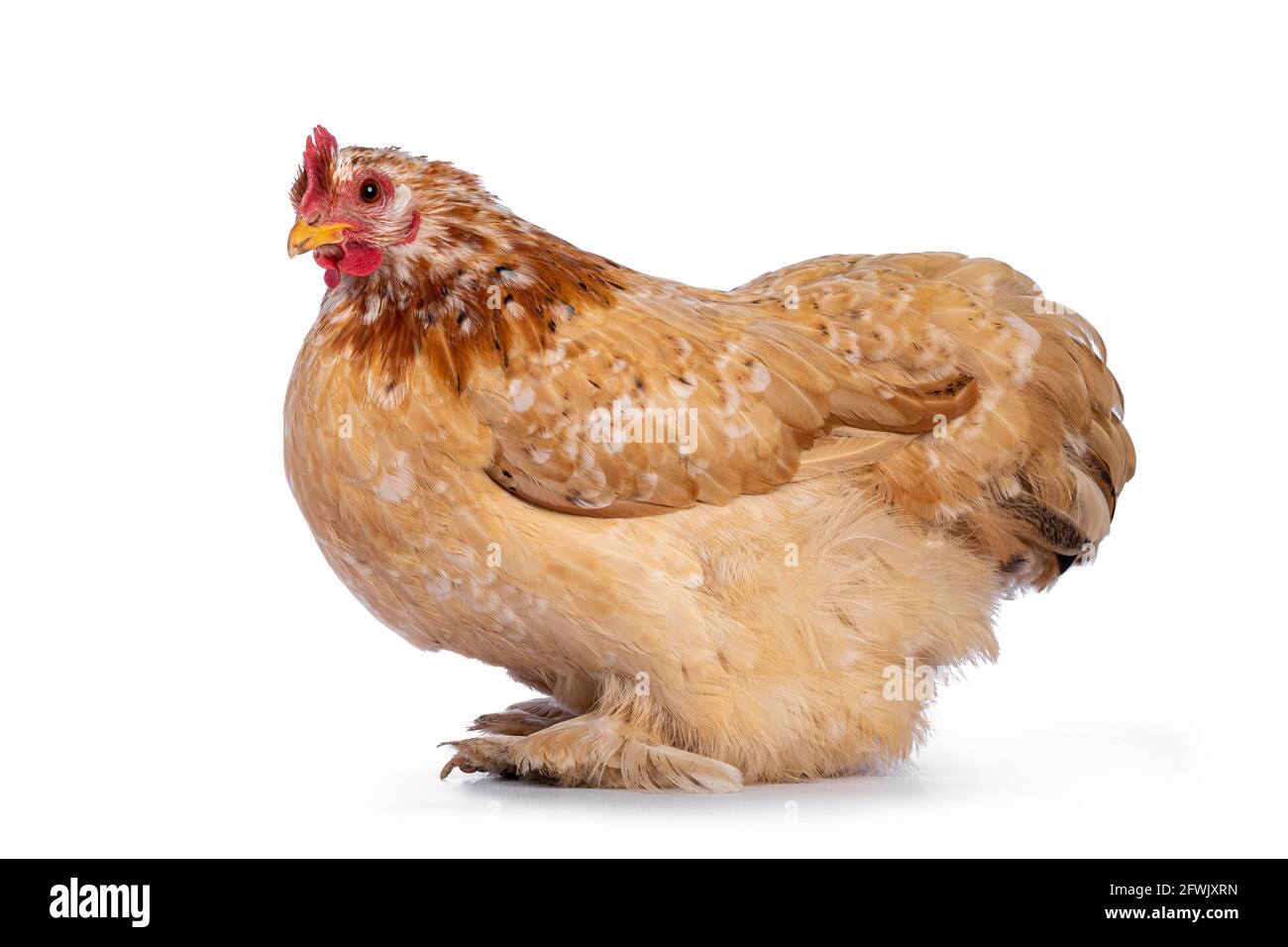 Buff mille Fleur Cochin bantam Huhn, sitzen Seitenwege. Neugierig auf die Kamera. Isoliert auf weißem Hintergrund. Stockfoto