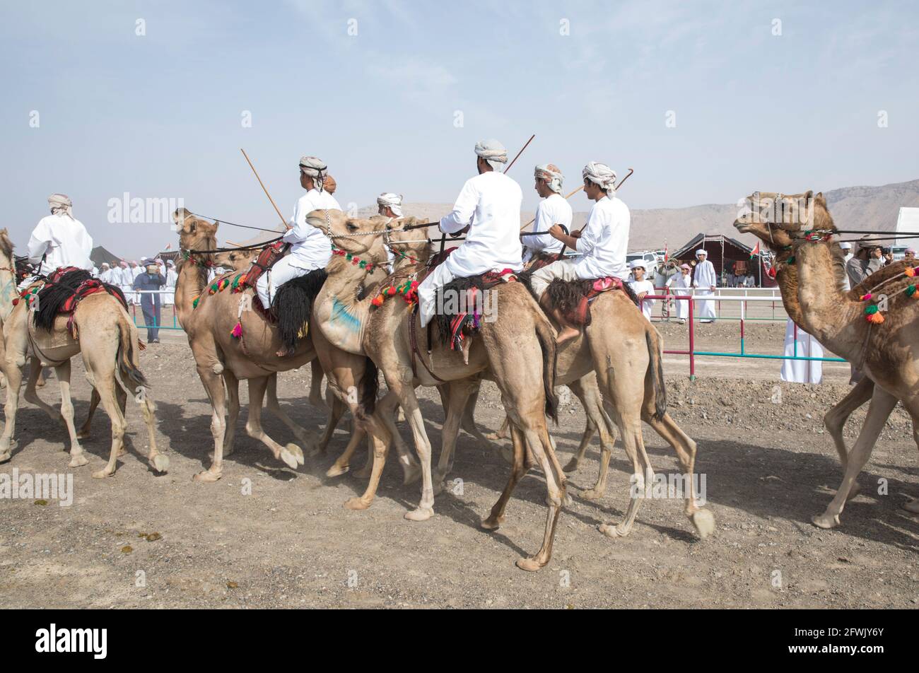 Khadal, Oman, 28. April 2018: omanische Männer in traditioneller Kleidung, auf Kamelen reiten Stockfoto