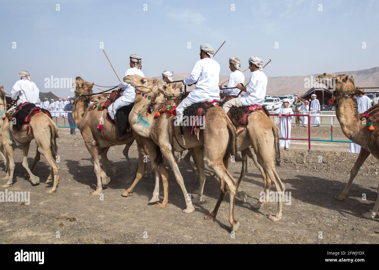 Khadal, Oman, 28. April 2018: omanische Männer in traditioneller Kleidung, auf Kamelen reiten Stockfoto