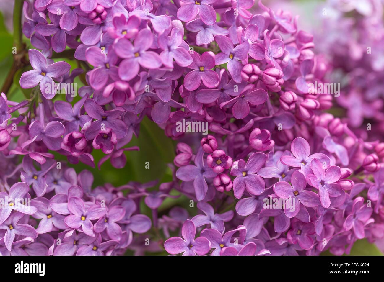 Blühende holzpflanzen -Fotos und -Bildmaterial in hoher Auflösung – Alamy