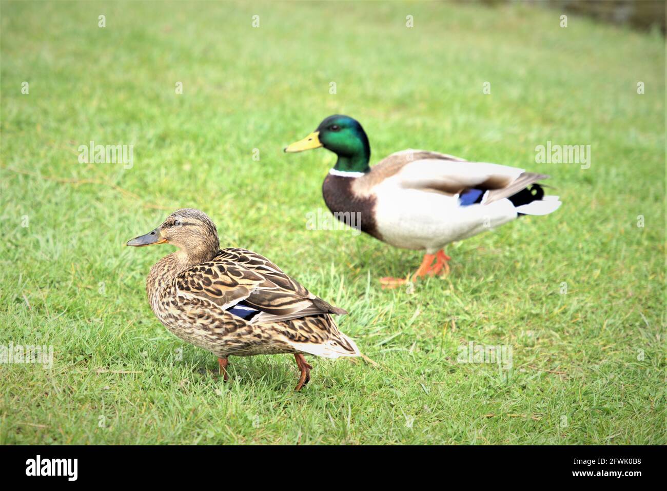 Enten im park Stockfoto