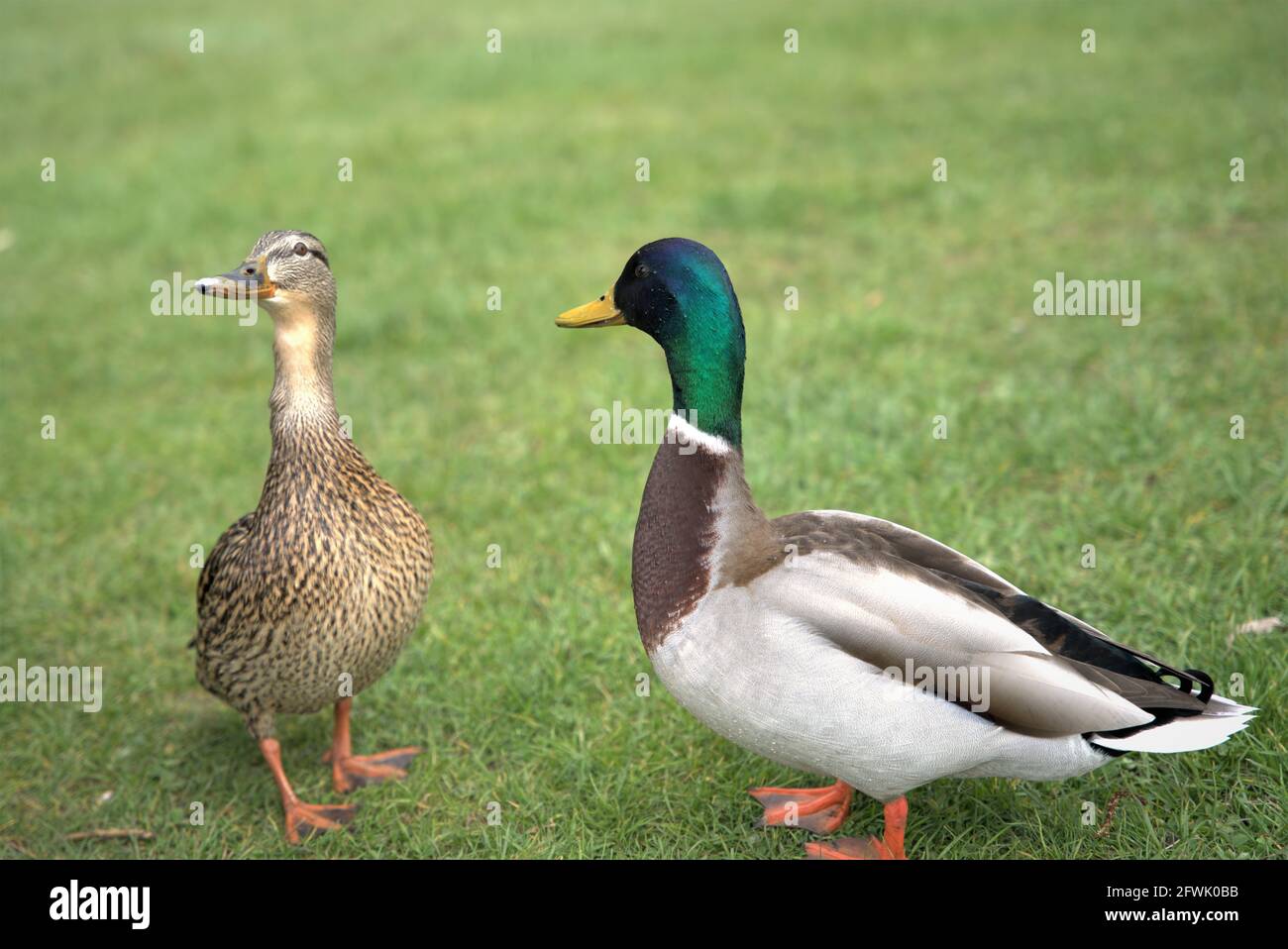 Enten im park Stockfoto