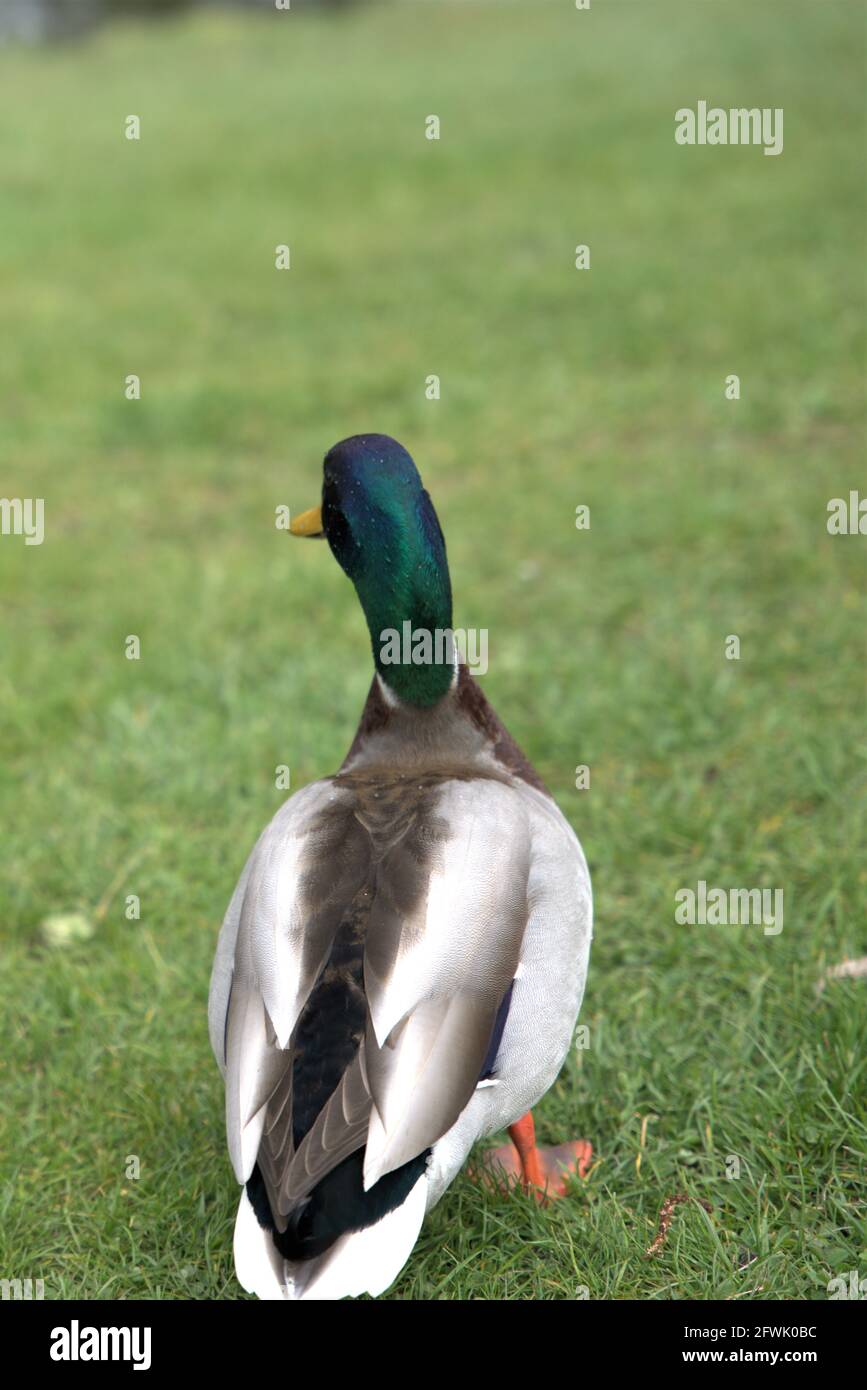 Enten im park Stockfoto