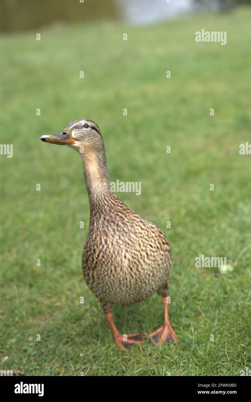 Enten im park Stockfoto
