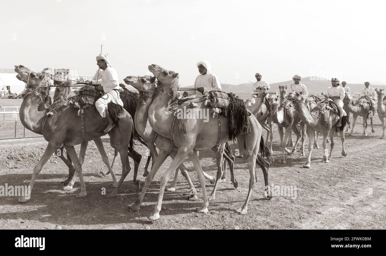 Khadal, Oman, 28. April 2018: omanische Männer in traditioneller Kleidung, auf Kamelen reiten Stockfoto