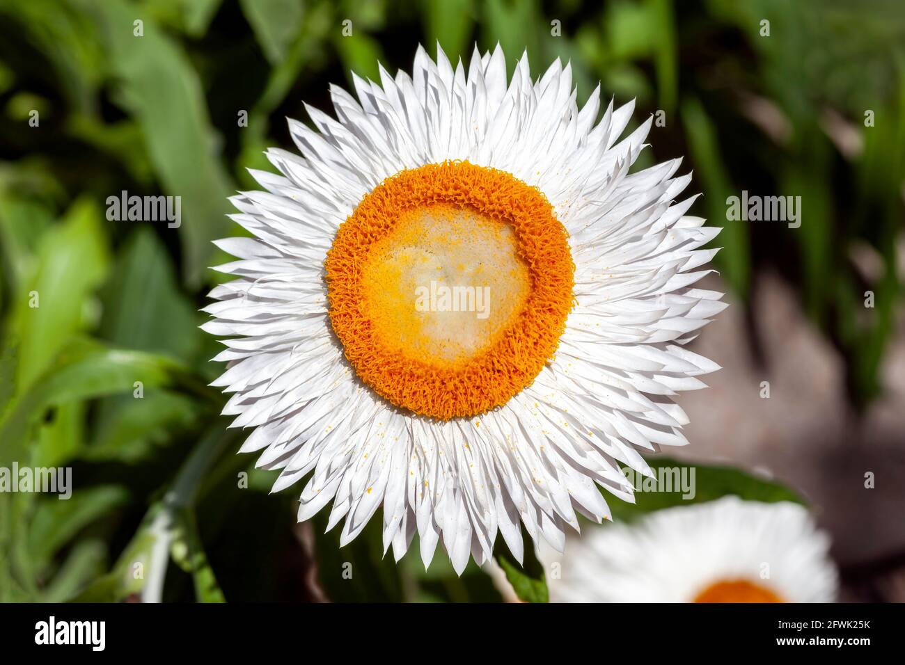 Helichrysum bracteatum eine weißgelbe Sommerblütenpflanze, die allgemein als ewige Blume oder Strohblume bekannt ist, Stock-Foto-Bild Stockfoto