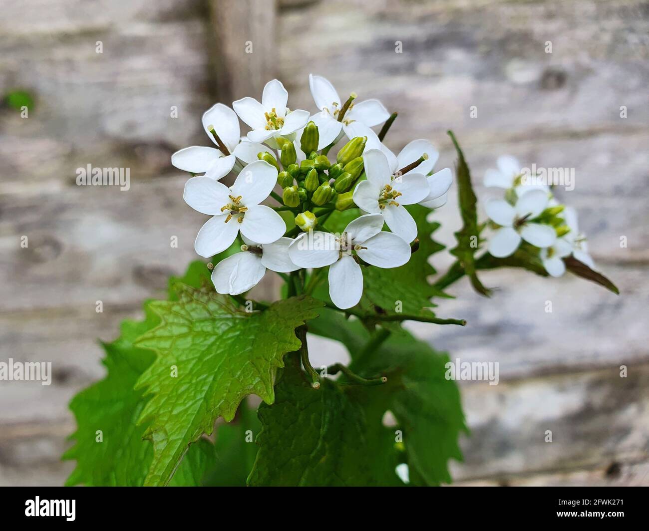 Alliaria petiolata eine frühlingshafte Wildblumen-Kräuter- und Gewürzpflanze mit einer weißen Frühlingsblume, die allgemein als Knoblauchsenf bekannt ist, Stock Photo ima Stockfoto
