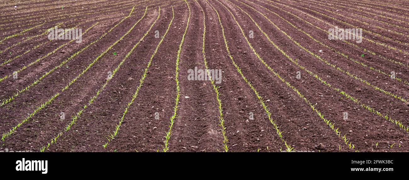 Junge Maispflanzen auf dem Feld. Baden Württemberg, Deutschland, Europa Stockfoto