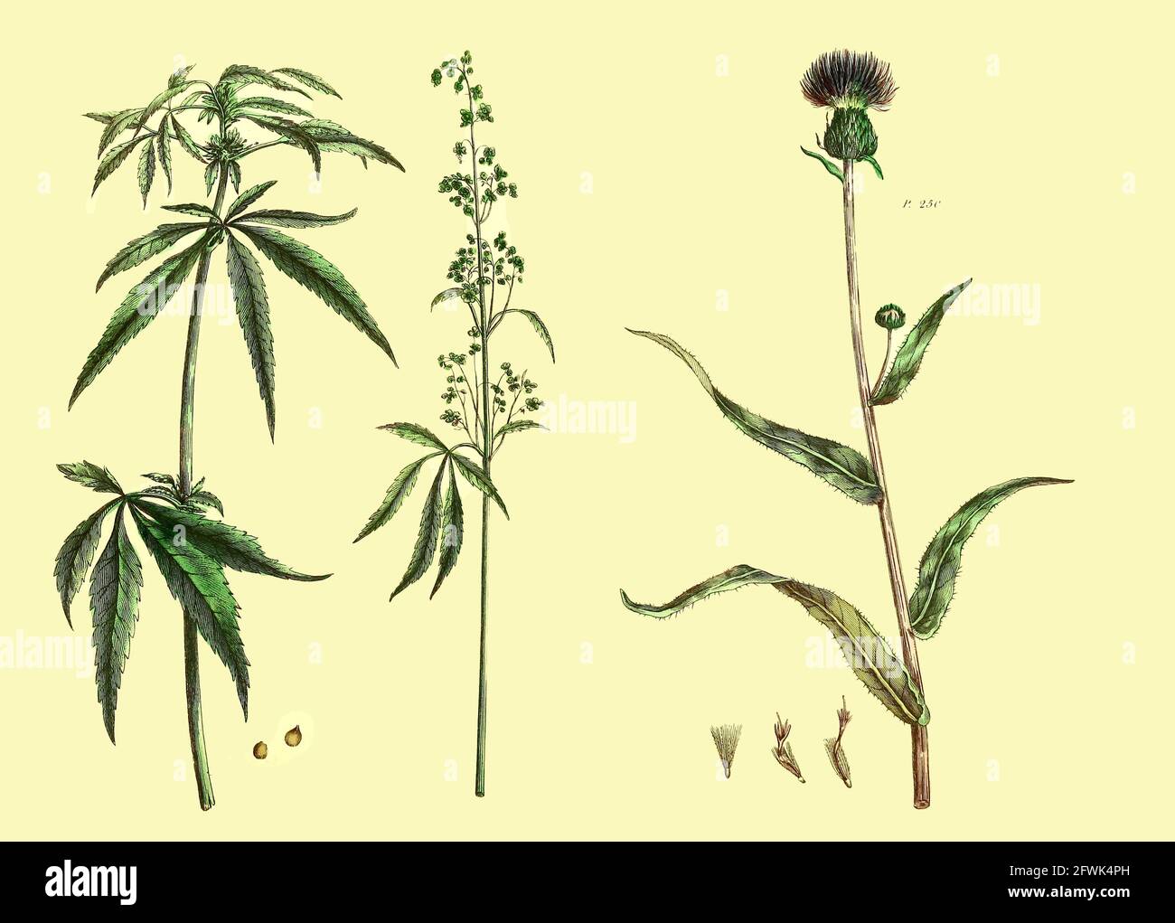 Cannabis weiblicher Hanf (links) männlicher Hanf (Mitte) und Carduus [melandiöse Thistle] Band 1 des Buches The Universal Herbal : or Botanical, Medical and Agricultural Dictionary : enthält einen Bericht über alle bekannten Pflanzen der Welt, geordnet nach dem Linneanischen System. Angabe der Verwendungszwecke von Thomas Green, Veröffentlicht 1816 von Nuttall, Fisher & Co. In Liverpool und gedruckt bei der Caxton Press von H. Fisher Stockfoto