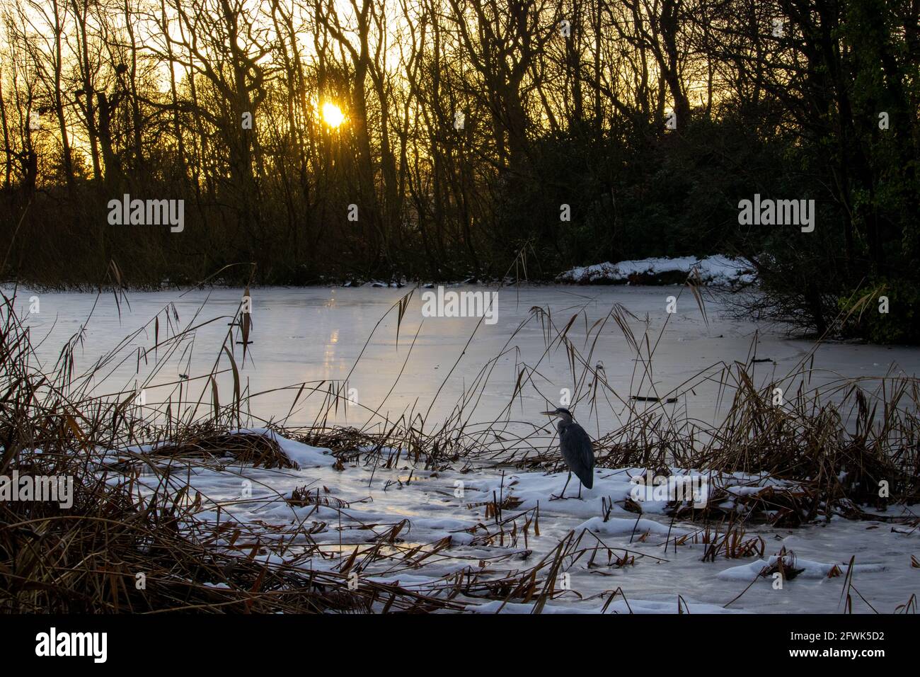 Ein Graureiher (Ardea cinerea) wartet geduldig im Schilf, während eine winterliche Sonne durch die Bäume am Woodhall Lake in der Nähe von Calverley, Yorkshire, aufgeht Stockfoto