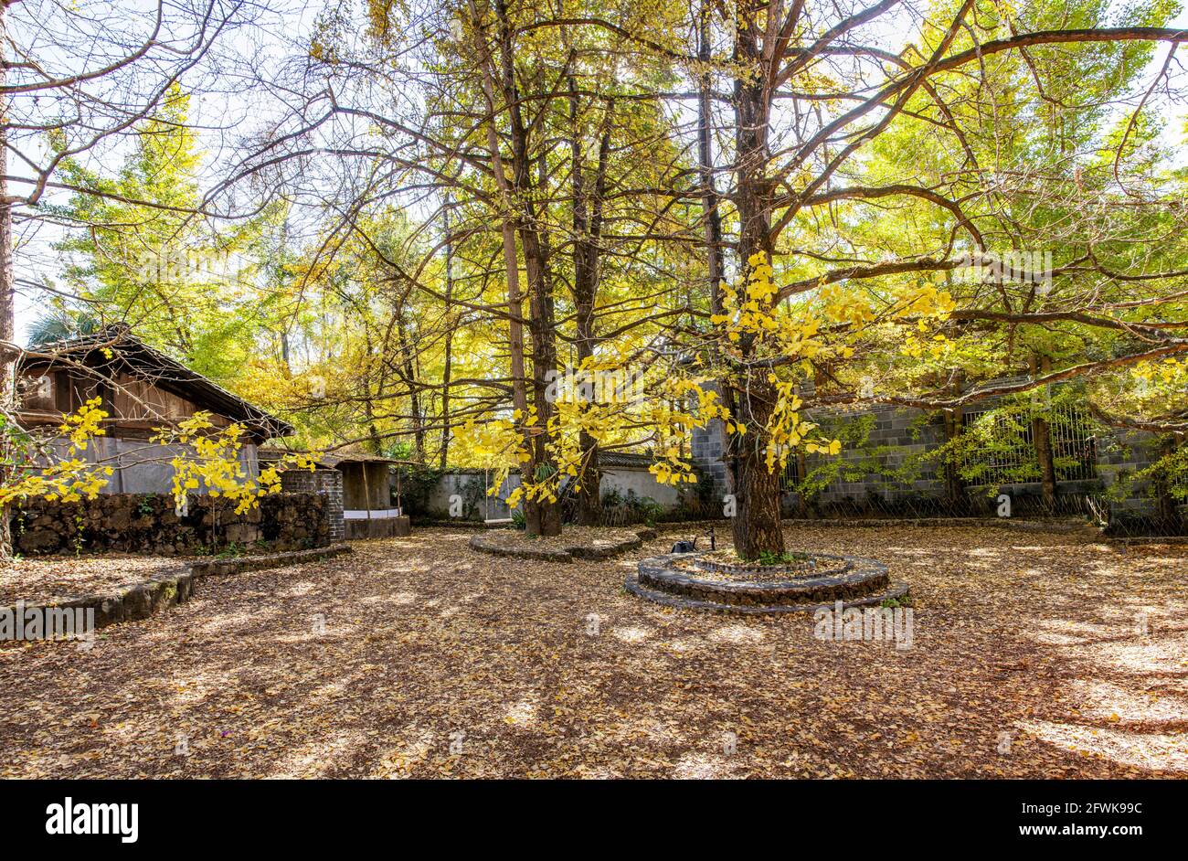 Tengchong in der provinz yunnan, Oststadt Ginkgo Dorf Stockfoto