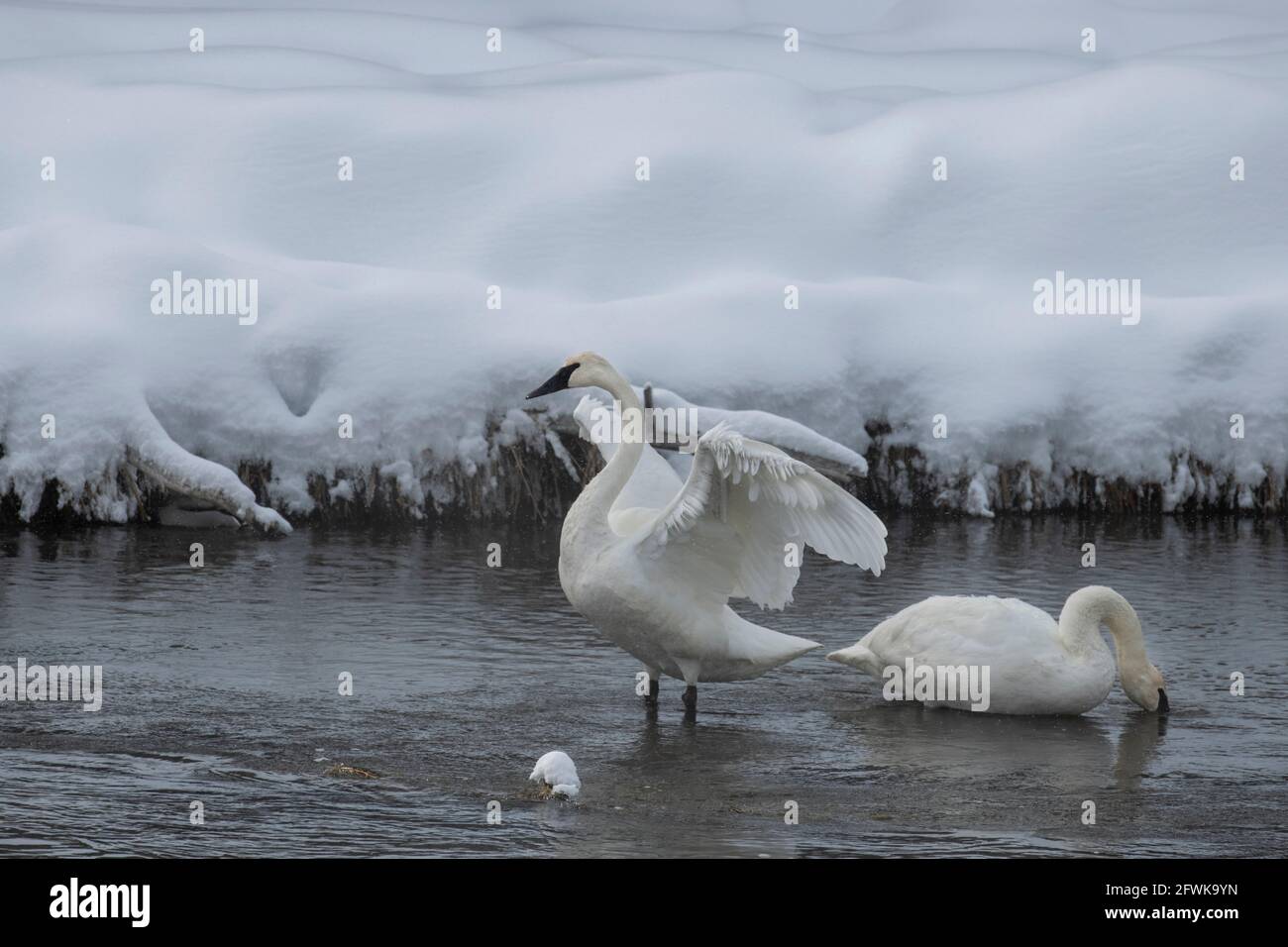 USA, Wyoming, Yellowstone National Park. Paar Trompeter-Schwäne (WILD: Cygnus buccinator) im Winter auf dem Madison River. Stockfoto