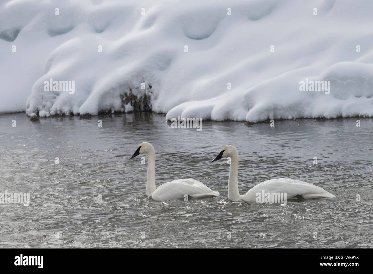 USA, Wyoming, Yellowstone National Park. Paar Trompeter-Schwäne (WILD: Cygnus buccinator) im Winter auf dem Madison River. Stockfoto