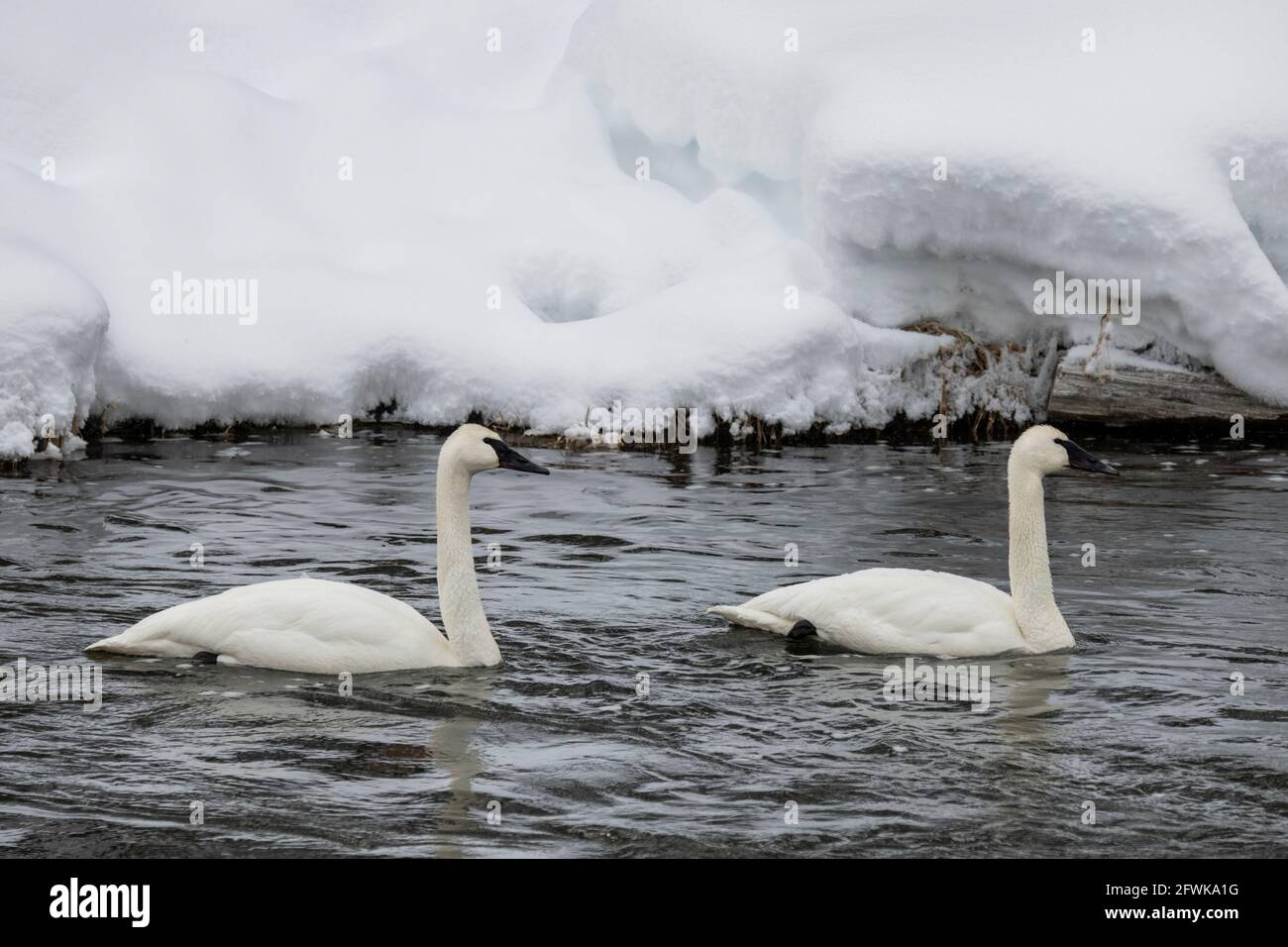 USA, Wyoming, Yellowstone National Park. Paar Trompeter-Schwäne (WILD: Cygnus buccinator) im Winter auf dem Madison River. Stockfoto
