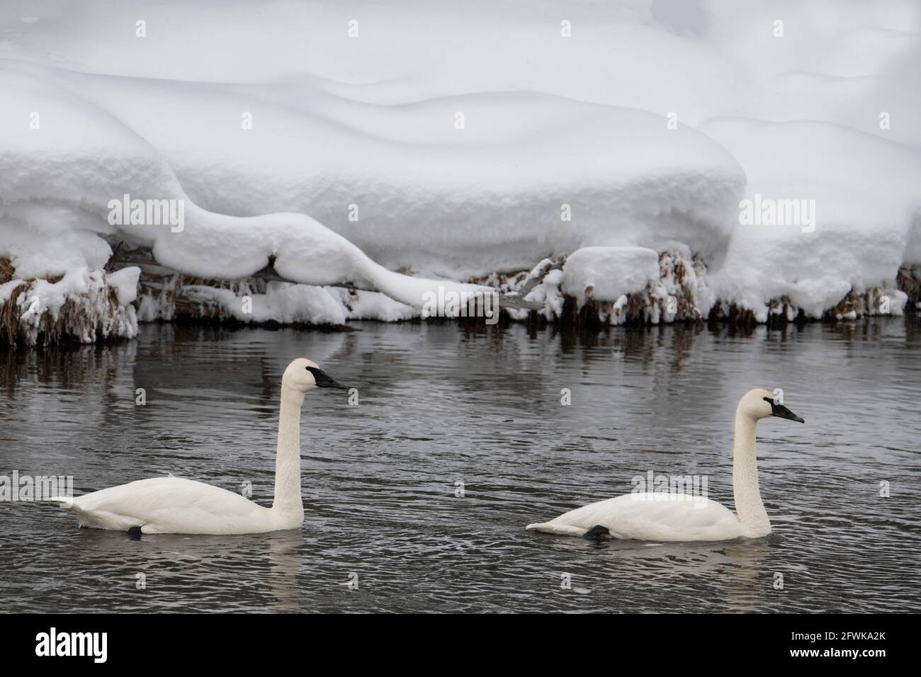 USA, Wyoming, Yellowstone National Park. Paar Trompeter-Schwäne (WILD: Cygnus buccinator) im Winter auf dem Madison River. Stockfoto