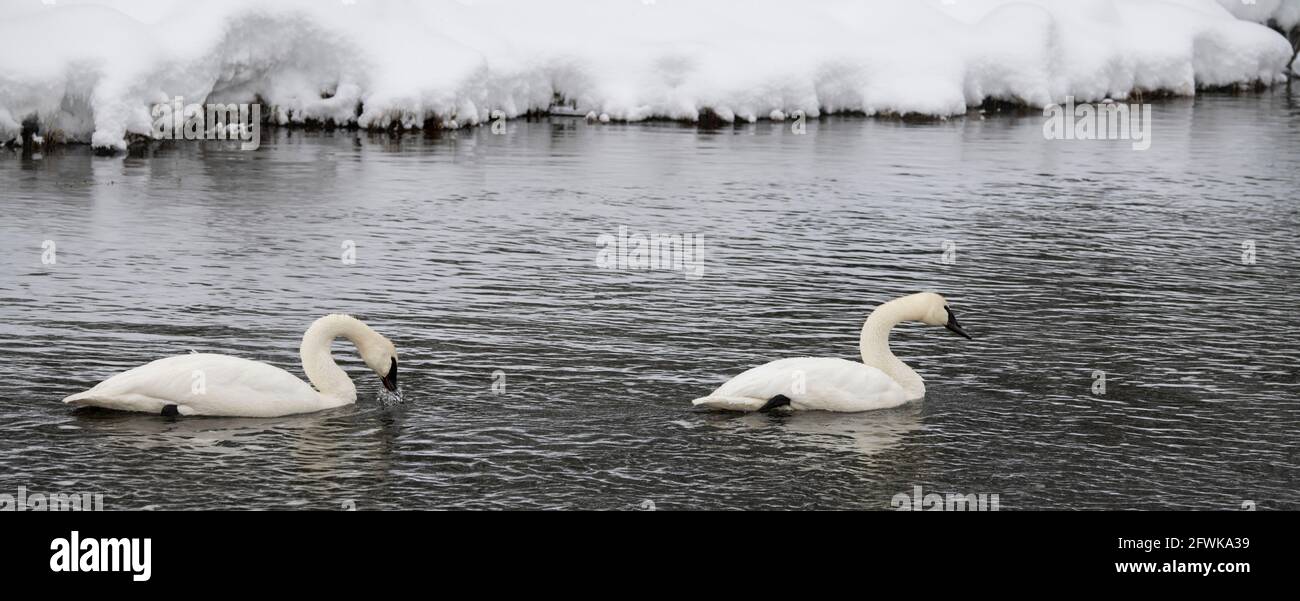 USA, Wyoming, Yellowstone National Park. Paar Trompeter-Schwäne (WILD: Cygnus buccinator) im Winter auf dem Madison River. Stockfoto