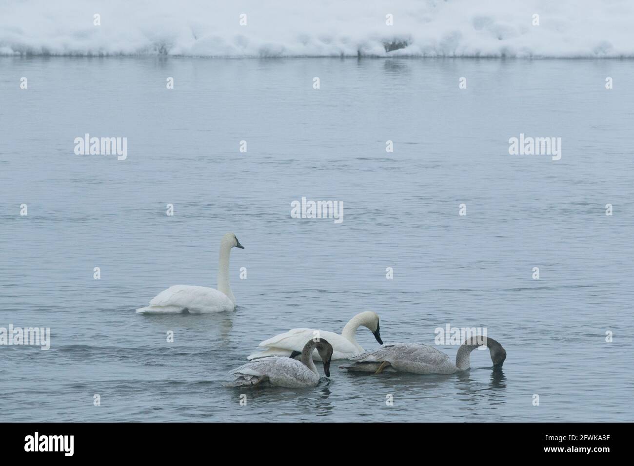 USA, Wyoming, Yellowstone National Park. Trompeter-Schwäne (WILD: Cygnus buccinator) mit Cygnets auf dem Madison River im Winter. Stockfoto