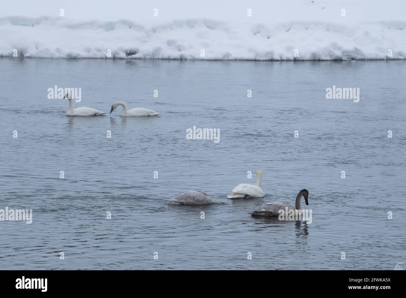 USA, Wyoming, Yellowstone National Park. Trompeter-Schwäne (WILD: Cygnus buccinator) mit Cygnets auf dem Madison River im Winter. Stockfoto