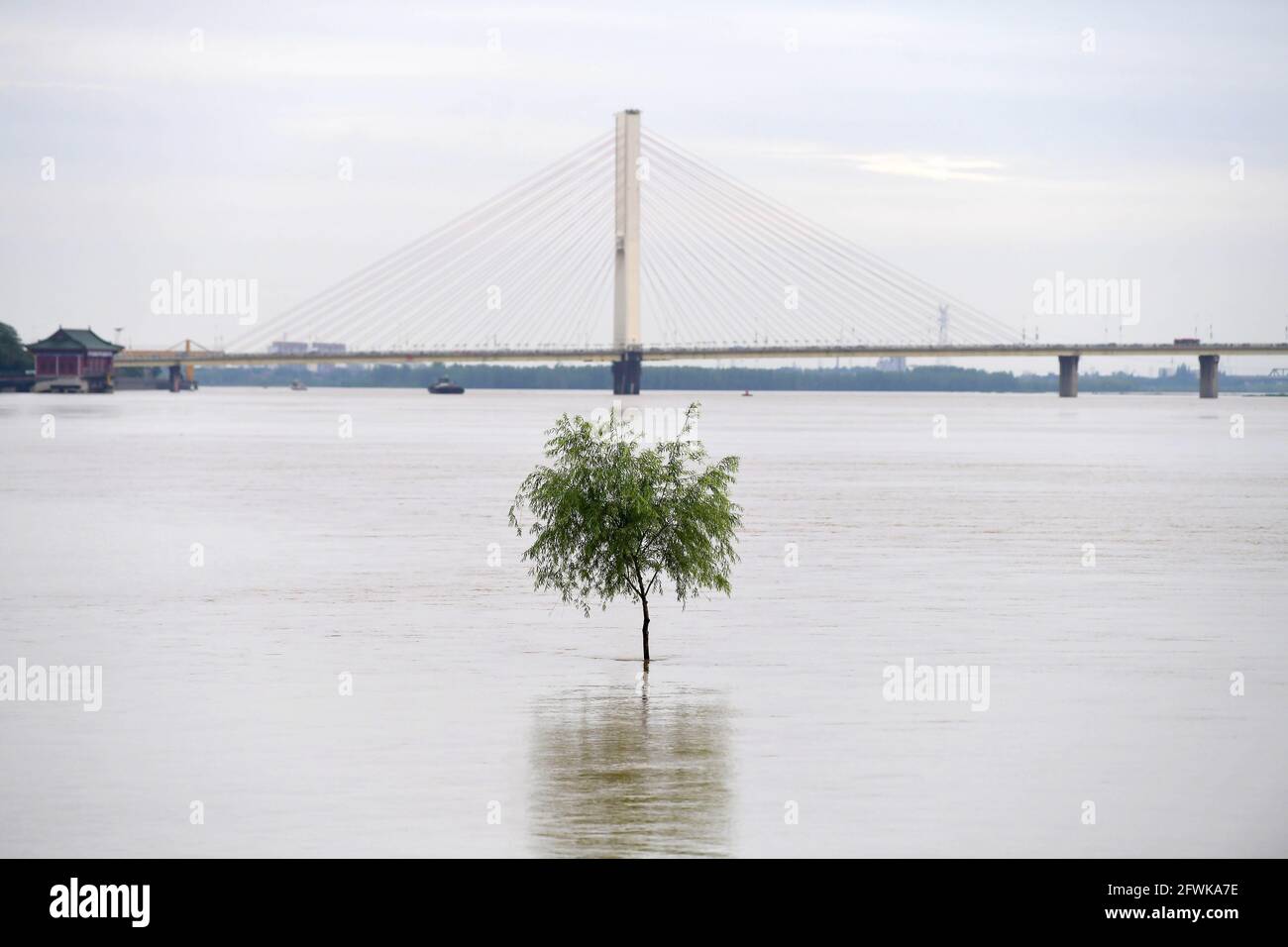 Nanchang. Mai 2021. Das am 23. Mai 2021 aufgenommene Foto zeigt einen Baum, der im Fluss Ganjiang in Nanchang, der ostchinesischen Provinz Jiangxi, in Wasser getaucht ist. Der Wasserstand des Ganjiang Flusses ist aufgrund des sintflutartigen Regens gestiegen. Quelle: Peng Zhaozhi/Xinhua/Alamy Live News Stockfoto