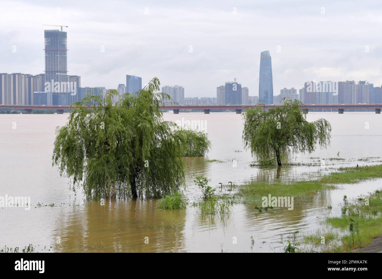 Nanchang. Mai 2021. Das Luftbild, das am 23. Mai 2021 aufgenommen wurde, zeigt Bäume, die im Wasser entlang des Ganjiang-Flusses in Nanchang, der ostchinesischen Provinz Jiangxi, eingetaucht sind. Der Wasserstand des Ganjiang Flusses ist aufgrund des sintflutartigen Regens gestiegen. Quelle: Peng Zhaozhi/Xinhua/Alamy Live News Stockfoto