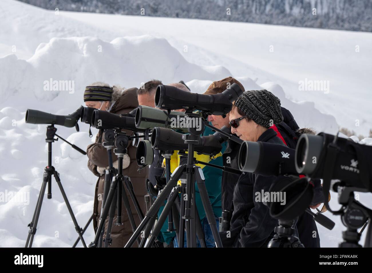 Wyoming, Yellowstone National Park, Lamar Valley im Winter. Touristen und Wissenschaftler beobachten Wölfe mit Speckfängen. Nur redaktionell. Stockfoto