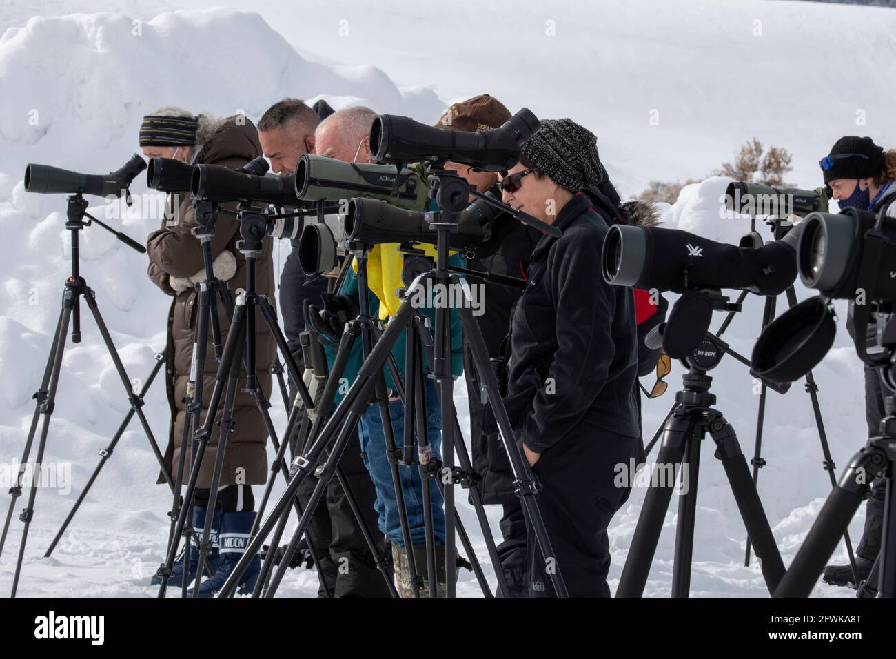 Wyoming, Yellowstone National Park, Lamar Valley im Winter. Touristen und Wissenschaftler beobachten Wölfe mit Speckfängen. Nur redaktionell. Stockfoto