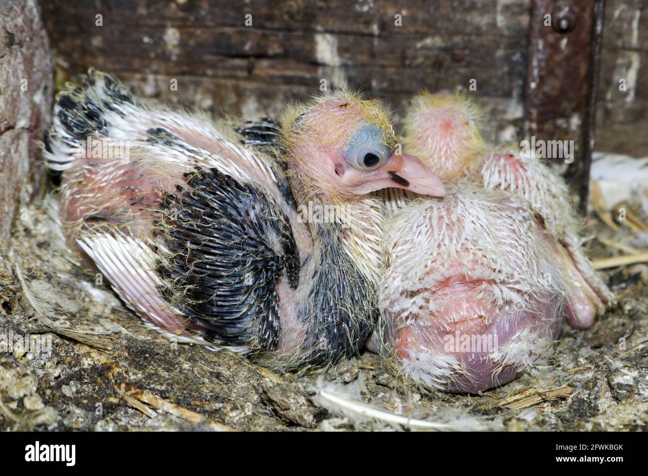 Zwei kleine Küken von Taube Stockfoto