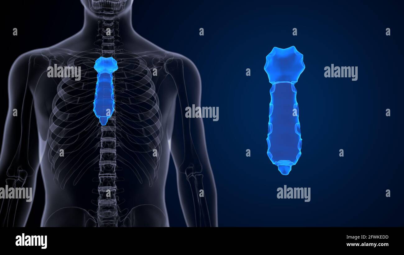 Männliche menschliche Skelettanatomie. 3D Abbildung Stockfoto