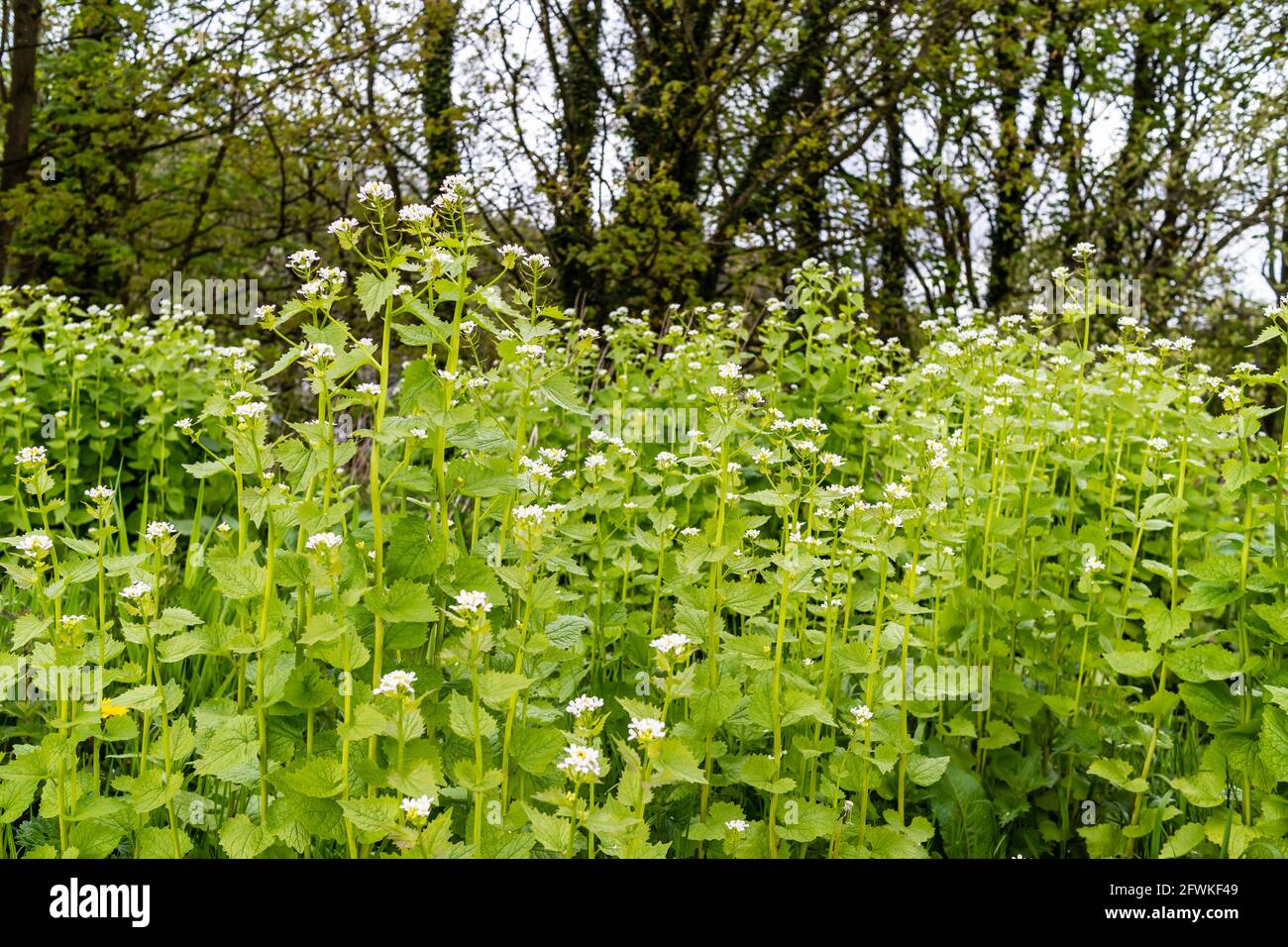 Knoblauchsenf, auch bekannt als „Jack-by-the-Hecke“, wild blühende zweijährige Pflanze. Alliaria petiolat. Alliaria.Brassicaceae Familie. Stockfoto