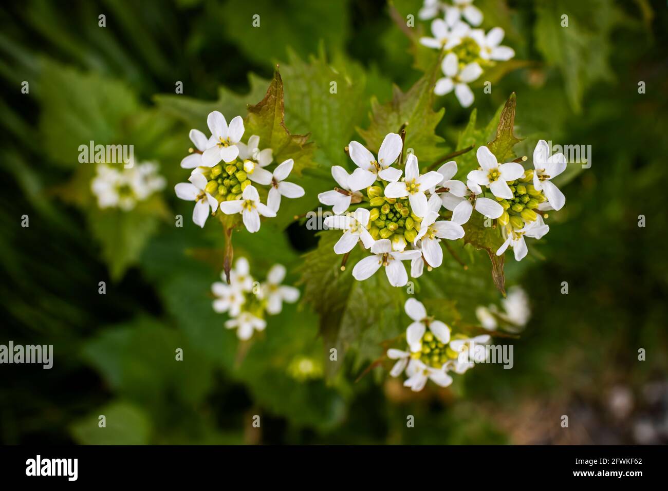 Knoblauchsenf, auch bekannt als „Jack-by-the-Hecke“, wild blühende zweijährige Pflanze. Alliaria petiolat. Alliaria.Brassicaceae Familie. Stockfoto