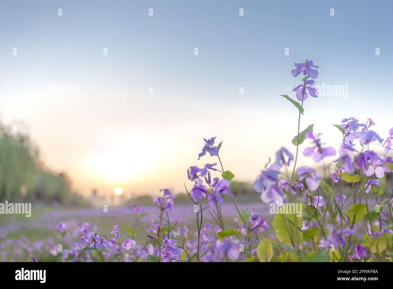 Die untergehende Sonne der Orchideen Stockfoto