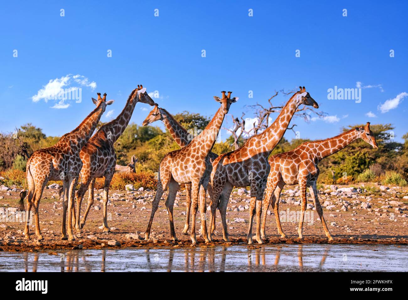 Giraffen, Etosha National Park, Namibia Stockfoto