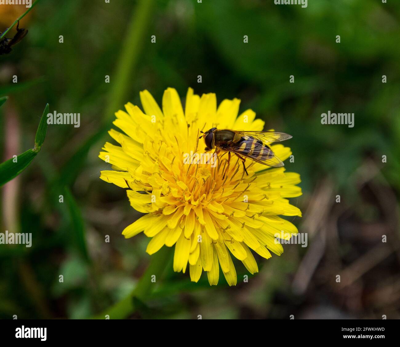 Hochwinkelansicht der Schwebefliege (Syrphus ribesii), die im Frühling auf einer gelben Dandelionenblume sitzt. Nahaufnahme mit selektivem Fokus Stockfoto