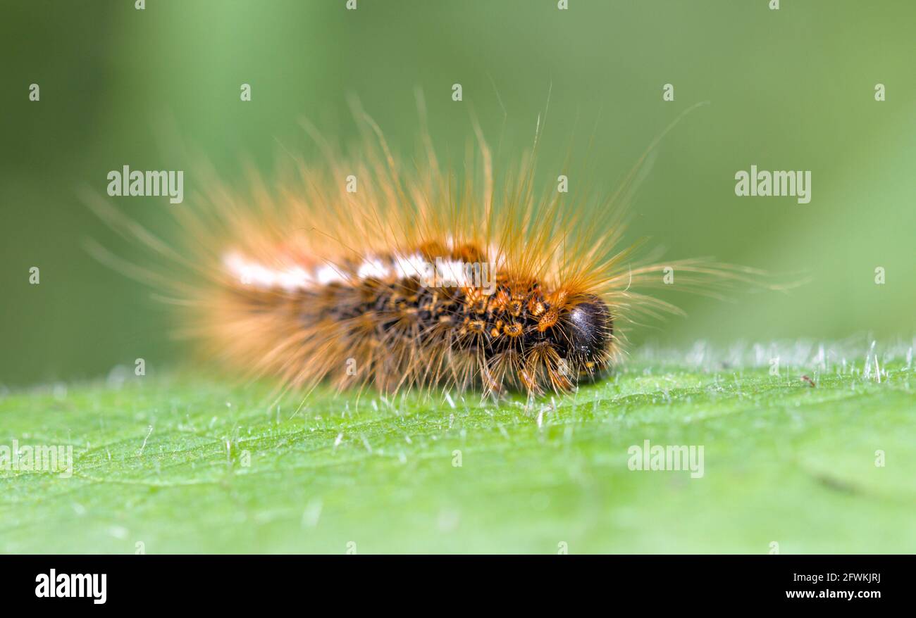 Brauner Schwanz Motte Caterpillar, Euproctis chrysorrhoe, Fütterung an EINEM Blatt mit irritierenden braunen Haaren UK Stockfoto