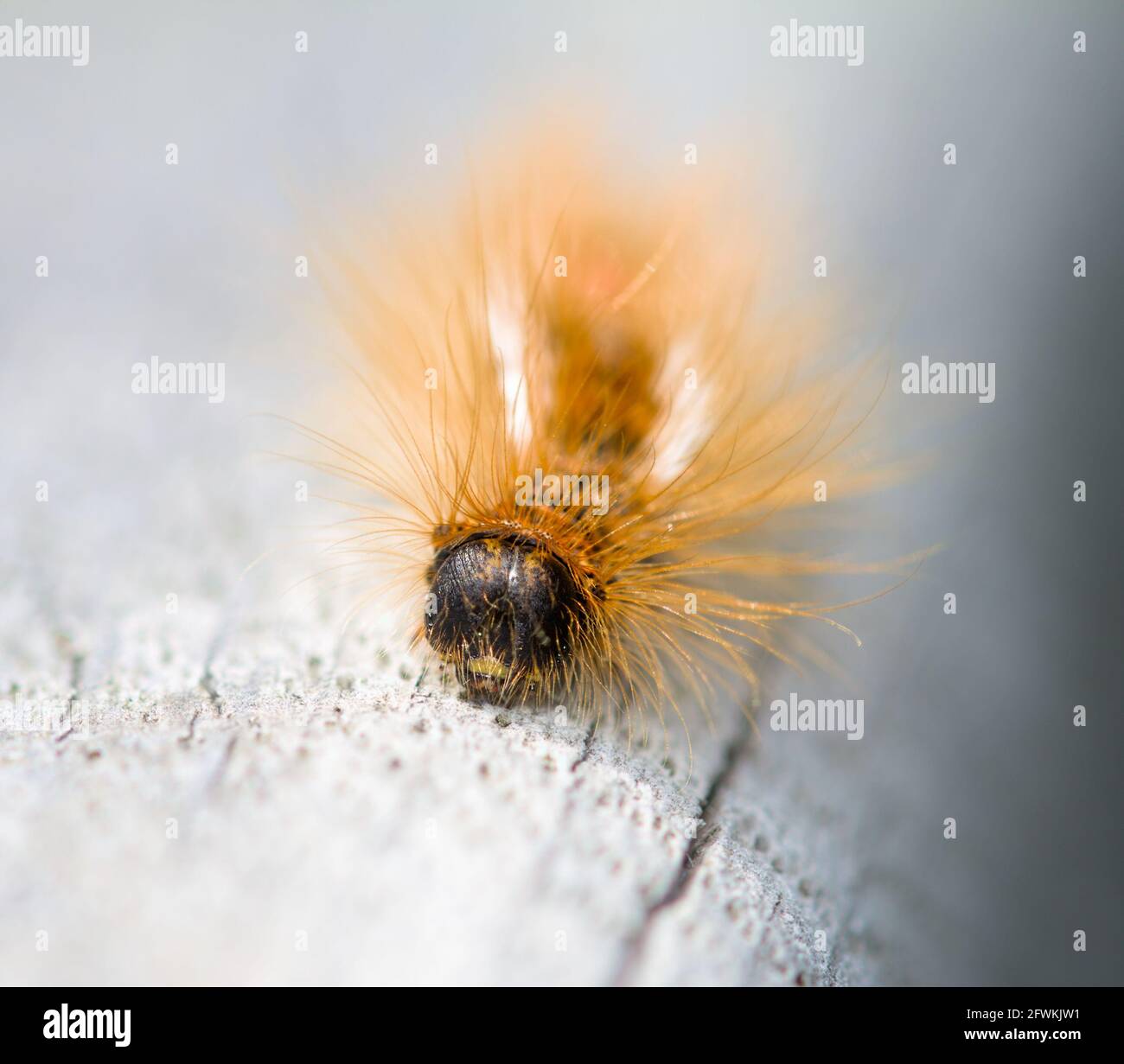 Brauner Schwanz Motte Caterpillar, Euproctis chrysorrhoe, Fütterung auf EINEM Holzlog mit irritierenden braunen Haaren UK Stockfoto