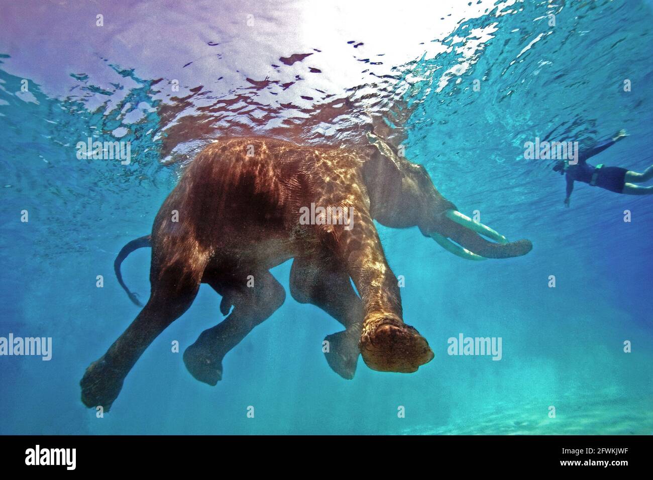 Asiatischer Elefant: Elephas maximus indicus, höhere Säugetiere mit tiefen Emotionen und komplexer Kommunikation über Klang, Vibration und visuelle Signale. Stockfoto