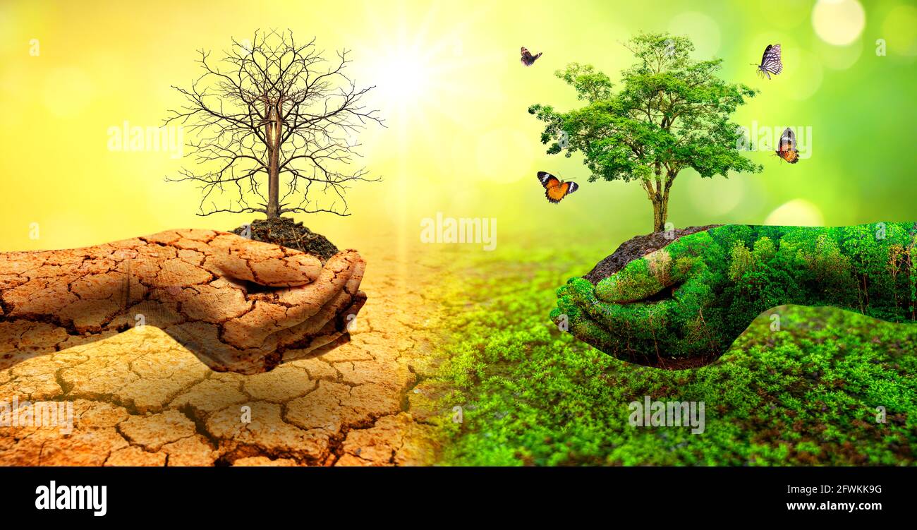 Baum in zwei Händen mit sehr unterschiedlichen Umgebungen Earth Day Oder Weltumwelttag Globale Erwärmung und Umweltverschmutzung Stockfoto