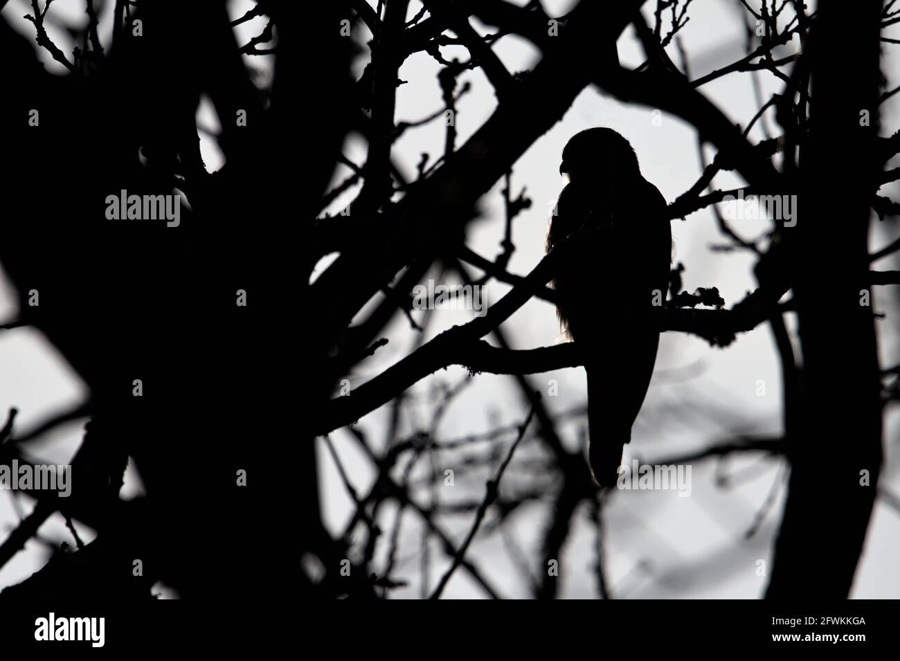 Monochrome, schwarz-weiße Silhouette EINES Kestrels, Falco tinnunculus, sitzend aufrecht in EINEM Baum in Großbritannien Stockfoto