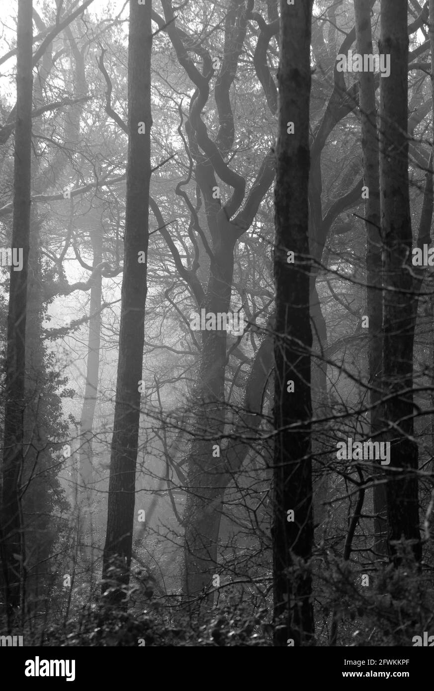 Monochrom, Schwarz und Weiß der Sonne strahlend durch den frühen Morgen Nebel und Bäume in EINEM Wald in Großbritannien Stockfoto