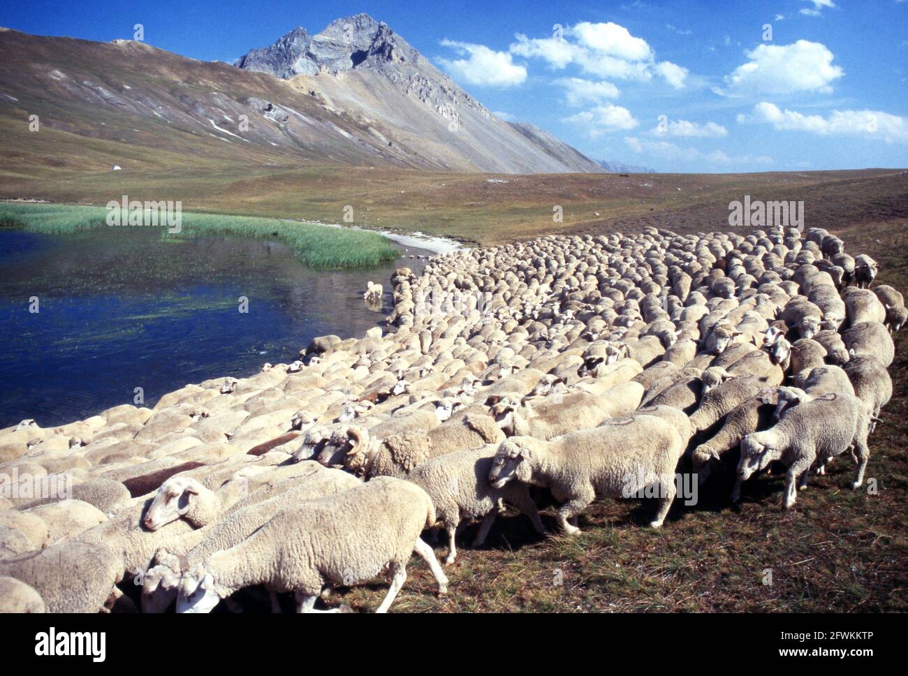 Gregge di pecore al lago di Thures Stockfoto