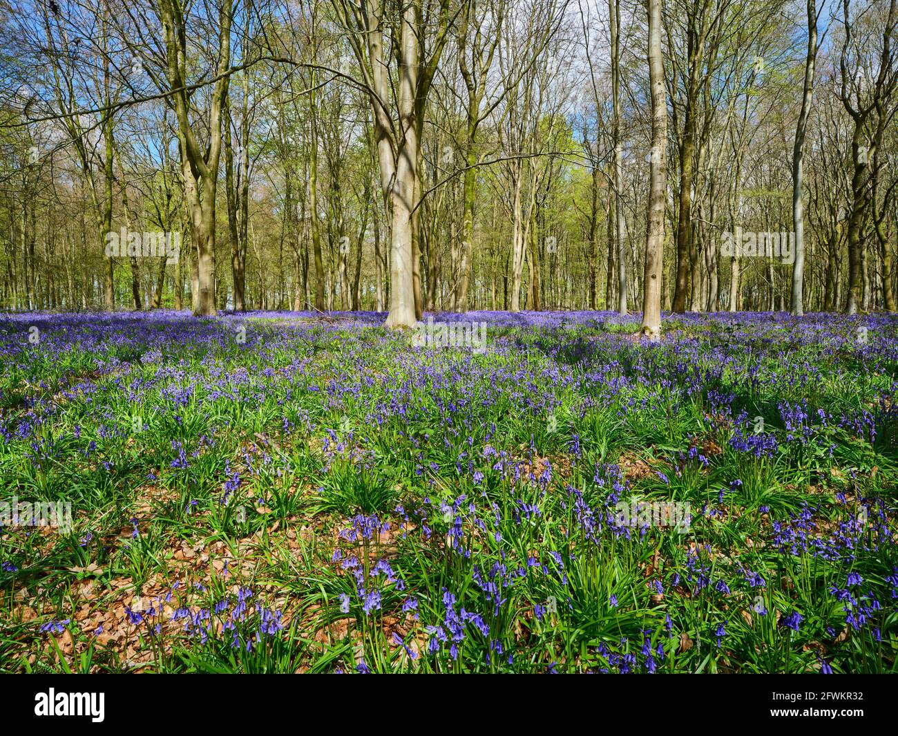 Ein Teppich aus Bluebells (Hyacinthoides non-scripta) unter den Bäumen, die einen Waldboden an einem sonnigen Frühlingstag in England bedecken Stockfoto